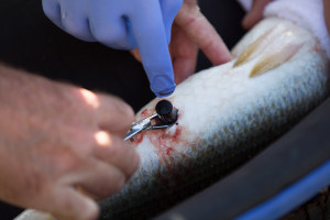 Marcatge peixos a l'Ebre