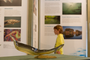 Expo al Museu del Ter