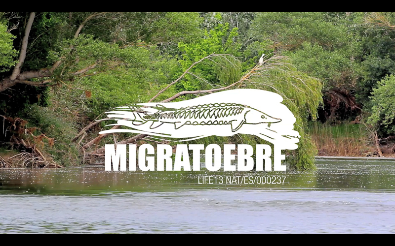 Nuevo vídeo divulgativo sobre el rio Ebro