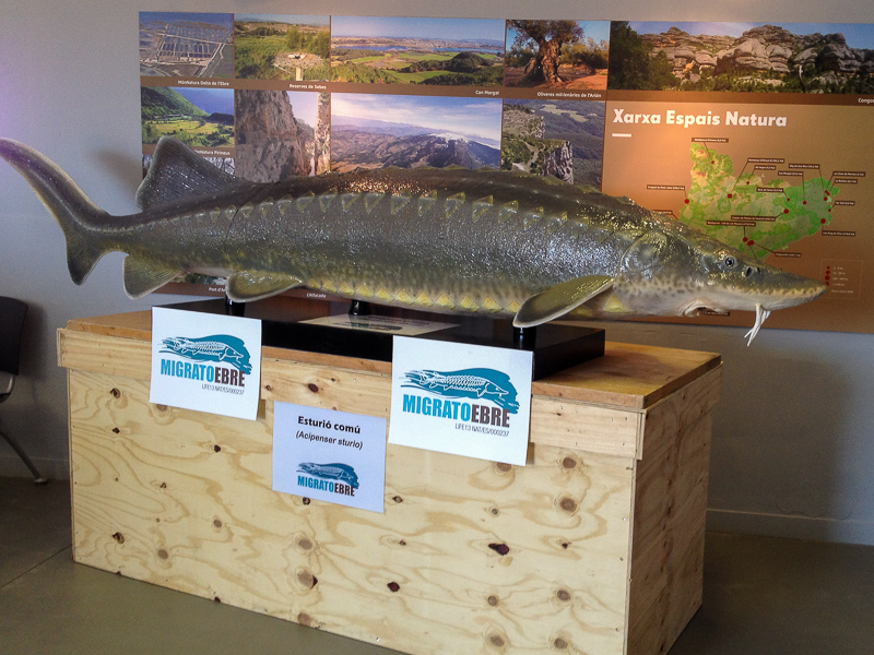 Amazing European Sturgeon mockup