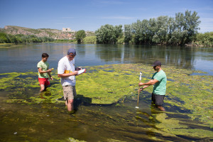 Mostreig àrees de fresa a l'Ebre