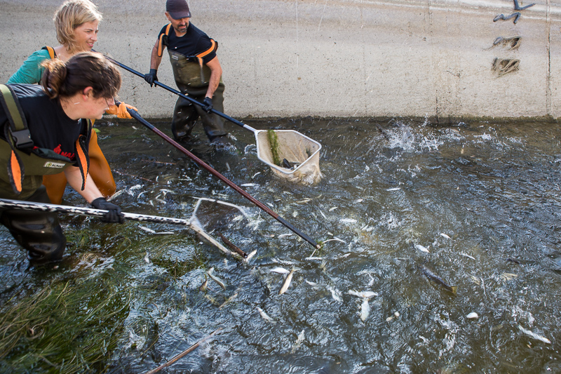 Rescate de peces en los canales del Ebro