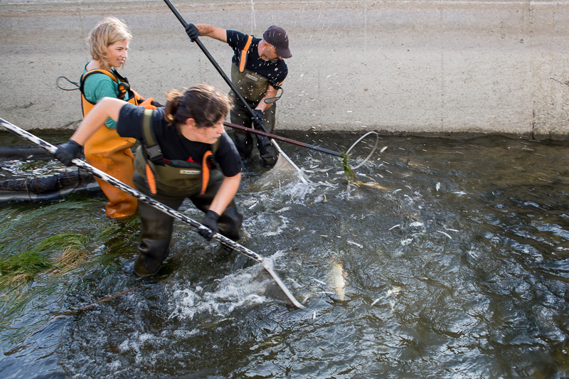 Fish rescue at Ebro canals