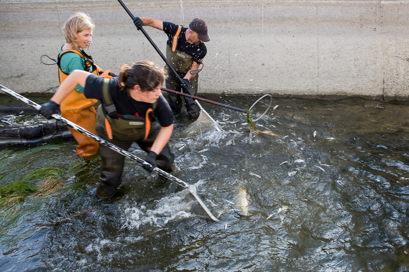 Fish rescue at Ebro canals