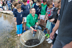Repoblació angules a l'Ebre
