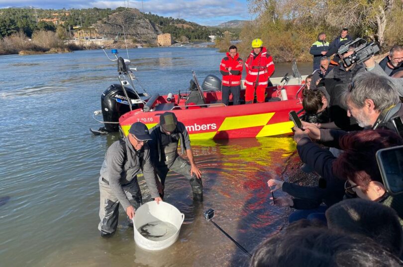 L’esturió torna al riu Ebre
